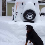 The Rottweiler wants to play. The Wrangler does too.